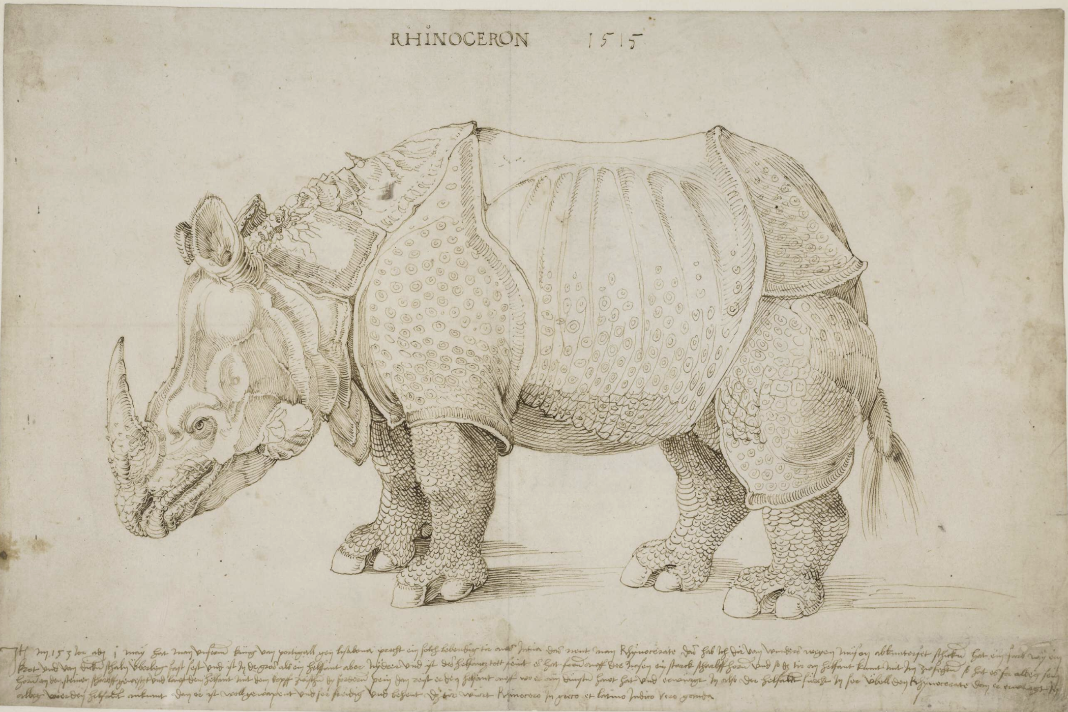 Dürer’s “Rhinoceros” - The Coinomist
